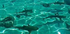 Sharks Bora Bora