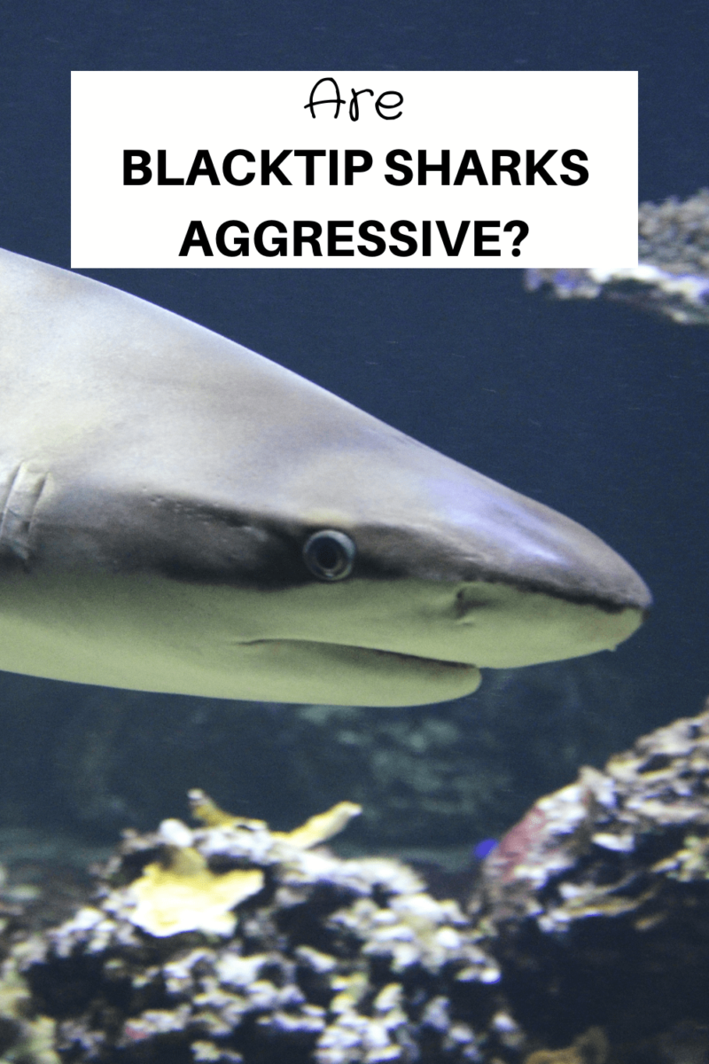 Are Blacktip Sharks Aggressive