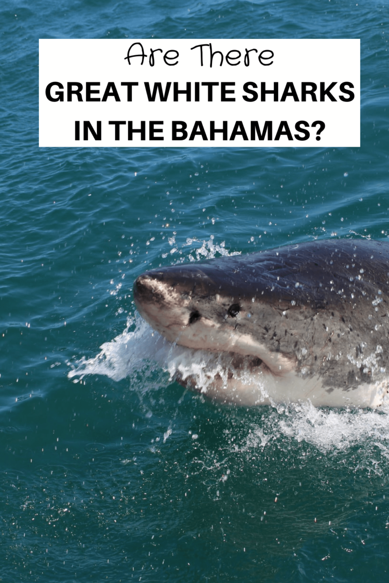 Are There Great White Sharks In The Bahamas