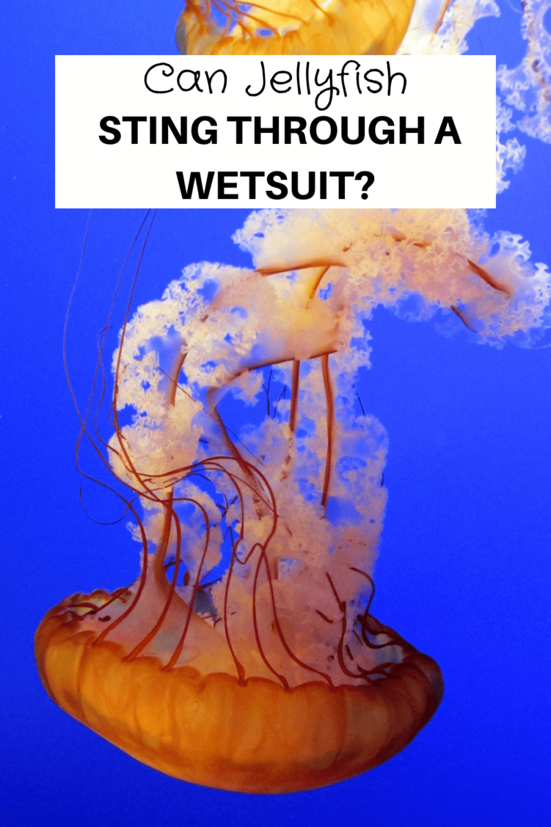 Can Jellyfish Sting Through A Wetsuit