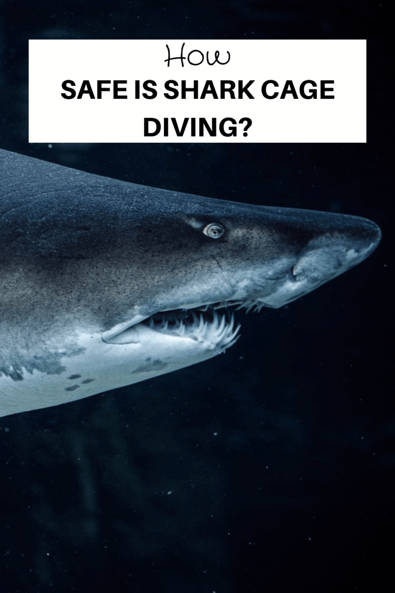 How Safe Is Shark Cage Diving